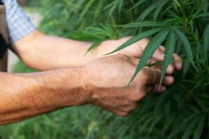Cómo se hace el hachís de CBD y para qué se usa